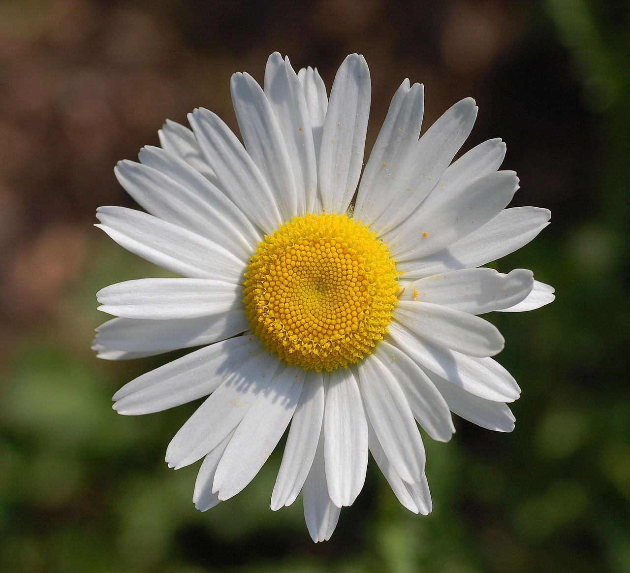 Gewone Margriet2