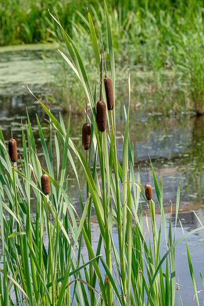 Grote Lisdodde2
