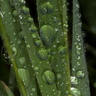 Macro Hans 070625 1