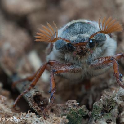 Macro Hans 100613 1