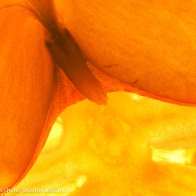 Macro Hans 110304 1
