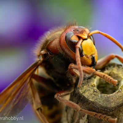 Macro Hans 200522 3
