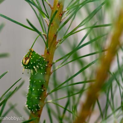 Macro Hans 200711 3