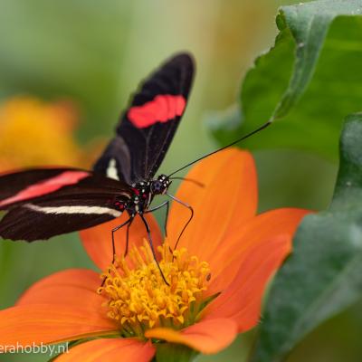 Macro Hans 200711 4