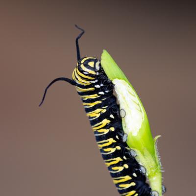 Macro Hans 200711 5
